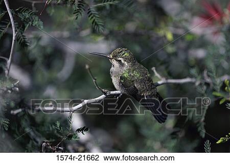 Hummingbird on a branch View Large Photo Image Stock Image - Hummingbird on a branch. Fotosearch