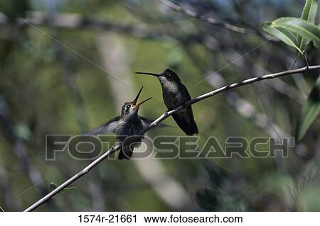 Hummingbirds on a branch View Large Photo Image Stock Image - Hummingbirds on a branch. Fotosearch