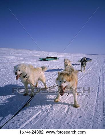 Huskies pulling a sled on a snow covered landscape, Cambridge Bay, Nunavut, Canada View Large Photo Image Stock Image - Huskies pulling a sled on a snow covered landscape, Cambridge Bay, Nunavut, Canada. Fotosearch