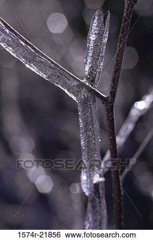 Stock Photograph - Ice formation on a twig. Fotosearch