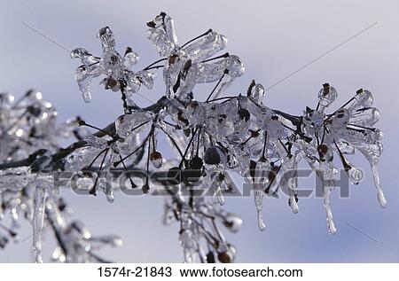 Stock Image - Ice formed on the branch of a tree. Fotosearch