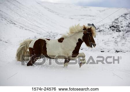 Icelandic Horse Blafjoll Mountain Iceland View Large Photo Image Stock Photograph - Icelandic Horse Blafjoll Mountain Iceland. Fotosearch
