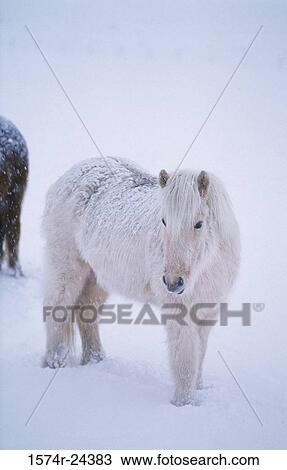 Icelandic horse standing in snow, Iceland View Large Photo Image Stock Image - Icelandic horse standing in snow, Iceland. Fotosearch