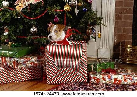 Jack Russell Terrier in a gift box View Large Photo Image Stock Image - Jack Russell Terrier in a gift box. Fotosearch