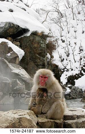 Japanese Macaque sitting with its young one on a rock (Macaca fuscata) View Large Photo Image Stock Photo - Japanese Macaque sitting with its young one on a rock (Macaca fuscata). Fotosearch