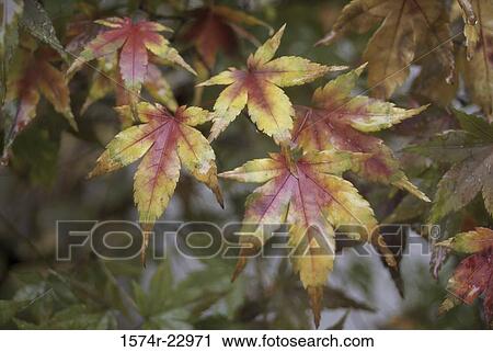 Japanese maple leaves on a plant View Large Photo Image Stock Image - Japanese maple leaves on a plant. Fotosearch