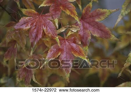 Japanese maple leaves on a plant View Large Photo Image Stock Image - Japanese maple leaves on a plant. Fotosearch