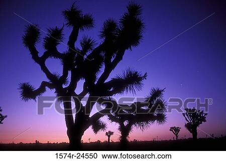 Joshua Trees Joshua Tree National Park California, USA View Large Photo Image Stock Image - Joshua Trees Joshua Tree National Park California, USA. Fotosearch