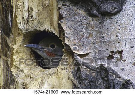 Juvenile Flicker in a tree cavity View Large Photo Image Stock Photo - Juvenile Flicker in a tree cavity. Fotosearch