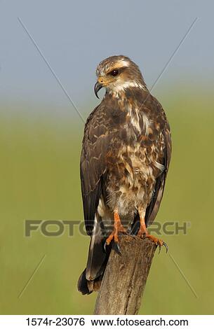 Juvenile Snail Kite perched on a wooden post View Large Photo Image Stock Photograph - Juvenile Snail Kite perched on a wooden post. Fotosearch