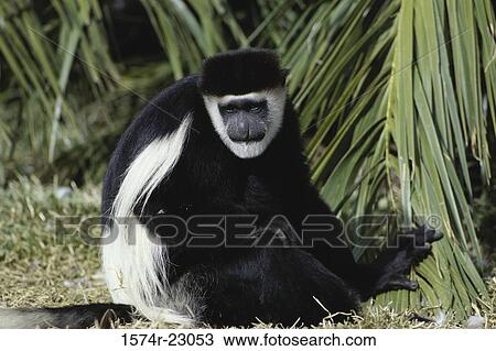 Kikuyu Colobus on the ground, San Diego Wild Animal Park, California, USA View Large Photo Image Stock Image - Kikuyu Colobus on the ground, San Diego Wild Animal Park, California, USA. Fotosearch