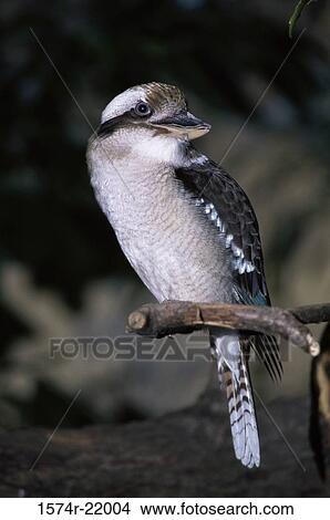 Kookaburra on a branch View Large Photo Image Picture - Kookaburra on a branch. Fotosearch
