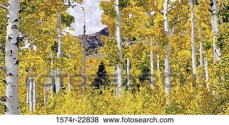 Leaves of Aspen trees in autumn, Eastern Sierra, California, USA View Large Photo Image Stock Photo - Leaves of Aspen trees in autumn, Eastern Sierra, California, USA. Fotosearch