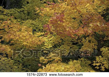 Stock Image - Leaves of Sugar Maple trees in autumn. Fotosearch