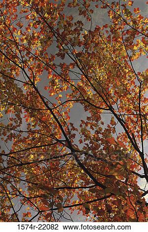 Leaves on a tree in autumn View Large Photo Image Stock Image - Leaves on a tree in autumn. Fotosearch