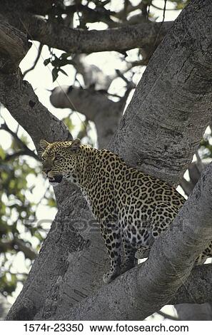 Leopard sitting on the branch of a tree View Large Photo Image Stock Image - Leopard sitting on the branch of a tree. Fotosearch
