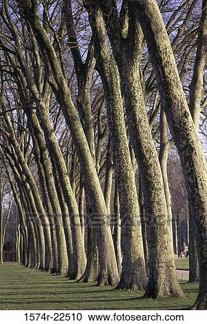 Line of trees on a field, Versailles, France View Large Photo Image Stock Image - Line of trees on a field, Versailles, France. Fotosearch