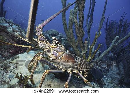 Lobster underwater View Large Photo Image Stock Image - Lobster underwater. Fotosearch