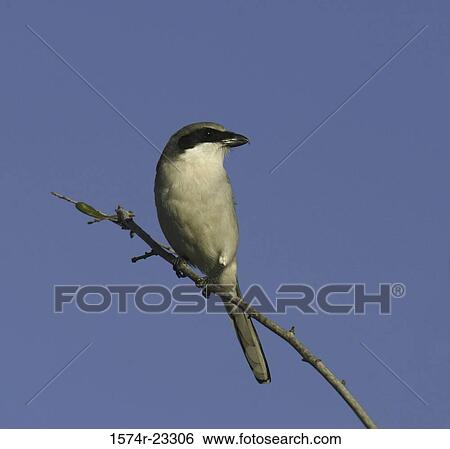 Loggerhead Shrike on a branch View Large Photo Image Stock Photograph - Loggerhead Shrike on a branch. Fotosearch
