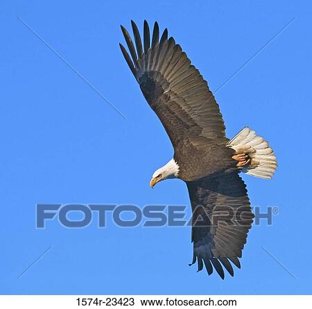 Low angle view of a Bald Eagle flying in the sky (Haliaeetus leucocephalus) View Large Photo Image Stock Image - Low angle view of a Bald Eagle flying in the sky (Haliaeetus leucocephalus). Fotosearch