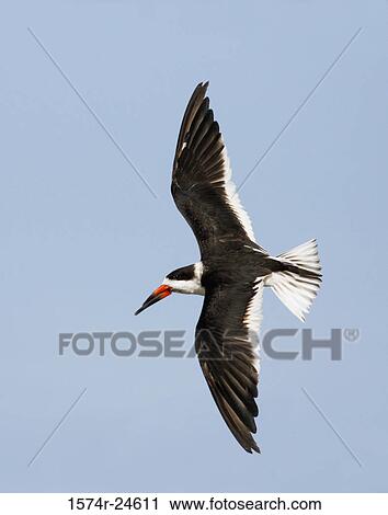 Low angle view of a Black Skimmer flying in the sky (Rynchops niger) View Large Photo Image Stock Image - Low angle view of a Black Skimmer flying in the sky (Rynchops niger). Fotosearch