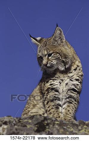 Low angle view of a bobcat (Lynx Rufus) View Large Photo Image Stock Photo - Low angle view of a bobcat (Lynx Rufus). Fotosearch