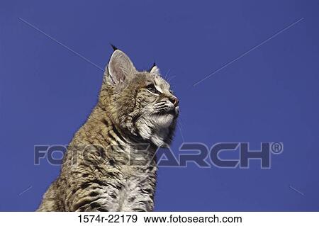 Low angle view of a bobcat (Lynx Rufus) View Large Photo Image Stock Photo - Low angle view of a bobcat (Lynx Rufus). Fotosearch