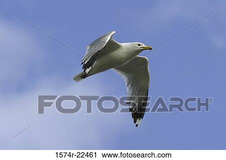 Stock Image - Low angle view of a California Gull flying in the sky. Fotosearch