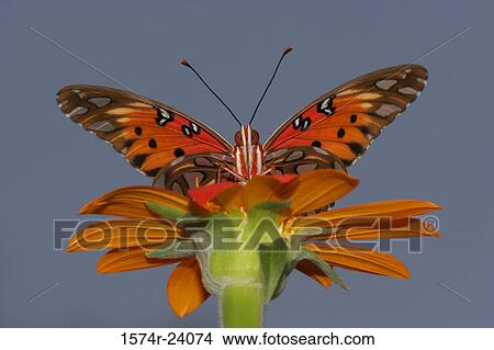 Low angle view of a Gulf Fritillary Butterfly on a flower pollinating (Agraulis vanillae) View Large Photo Image Picture - Low angle view of a Gulf Fritillary Butterfly on a flower pollinating (Agraulis vanillae). Fotosearch