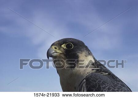 Stock Image - Low angle view of a Peregrine Falcon. Fotosearch