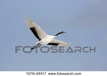Low angle view of a Red-crowned Crane flying in the sky (Grus japonensis) View Large Photo Image Stock Photo - Low angle view of a Red-crowned Crane flying in the sky (Grus japonensis). Fotosearch