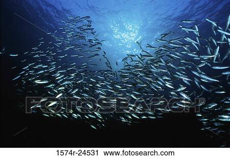 Low angle view of a school of fish swimming underwater View Large Photo Image Stock Image - Low angle view of a school of fish swimming underwater. Fotosearch