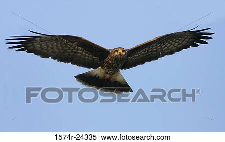 Low angle view of a Snail Kite flying in the sky (Rostrhamus sociabilis) View Large Photo Image Stock Photography - Low angle view of a Snail Kite flying in the sky (Rostrhamus sociabilis). Fotosearch