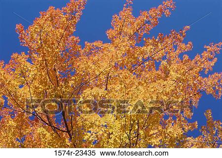 Stock Photography - Low angle view of a tree. Fotosearch