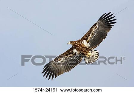 Stock Image - Low angle view of a White-tailed Eagle flying in the sky (Haliaeetus albicilla). Fotosearch