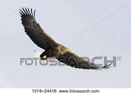Stock Photograph - Low angle view of a White-tailed Eagle flying in the sky (Haliaeetus albicilla). Fotosearch