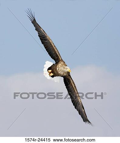 Low angle view of a White-tailed Eagle flying in the sky (Haliaeetus albicilla) View Large Photo Image Stock Photography - Low angle view of a White-tailed Eagle flying in the sky (Haliaeetus albicilla). Fotosearch