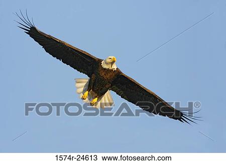 Low angle view of an eagle flying in sky View Large Photo Image Stock Image - Low angle view of an eagle flying in sky. Fotosearch