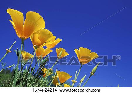 Low angle view of California Golden Poppies, Oregon, USA (Eschscholzia californica) View Large Photo Image Picture - Low angle view of California Golden Poppies, Oregon, USA (Eschscholzia californica). Fotosearch