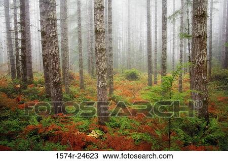 Low angle view of Douglas Fir trees in a forest, Olympic National Park, Washington, USA (Pseudotsuga menziesii) View Large Photo Image Stock Image - Low angle view of Douglas Fir trees in a forest, Olympic National Park, Washington, USA (Pseudotsuga menziesii). Fotosearch