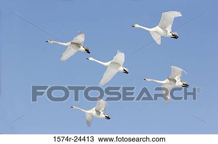 Low angle view of five Whooper Swans flying in the sky (Cygnus cygnus) View Large Photo Image Stock Image - Low angle view of five Whooper Swans flying in the sky (Cygnus cygnus). Fotosearch