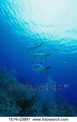 Low angle view of four Horse Eye Jacks swimming underwater (Caranx latus) View Large Photo Image Stock Image - Low angle view of four Horse Eye Jacks swimming underwater (Caranx latus). Fotosearch