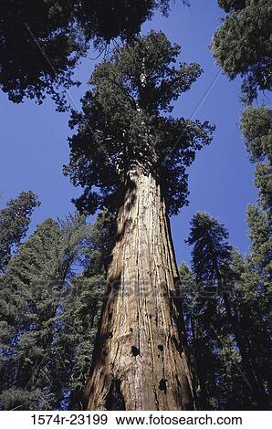 Low angle view of General Sherman tree, Sequoia National Park, California, USA View Large Photo Image Stock Photo - Low angle view of General Sherman tree, Sequoia National Park, California, USA. Fotosearch