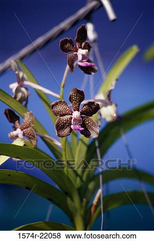 Low angle view of orchid flowers View Large Photo Image Stock Photo - Low angle view of orchid flowers. Fotosearch