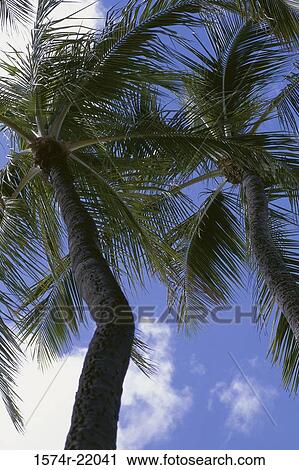 Stock Image - Low angle view of palm trees, Hawaii, USA. Fotosearch