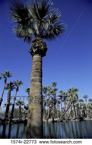 Low angle view of palm trees View Large Photo Image Stock Image - Low angle view of palm trees. Fotosearch