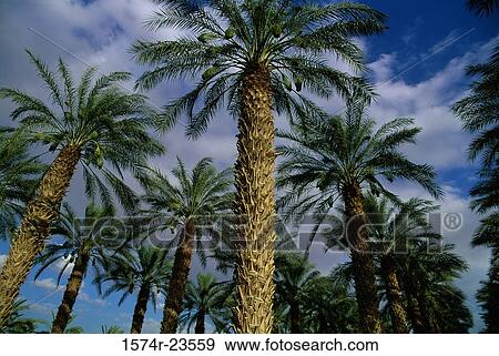 Low angle view of palm trees View Large Photo Image Stock Photo - Low angle view of palm trees. Fotosearch