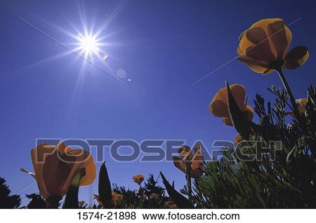 Stock Photo - Low angle view of poppy flowers. Fotosearch