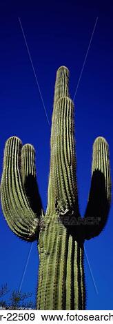 Low angle view of Saguaro Cactus, Saguaro National Park, Arizona, USA (Cereus giganteus) View Large Photo Image Stock Photo - Low angle view of Saguaro Cactus, Saguaro National Park, Arizona, USA (Cereus giganteus). Fotosearch