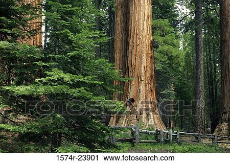 Stock Image - Low angle view of trees, Mariposa Grove, Yosemite National Park, California, USA. Fotosearch